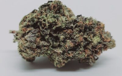 Pink Berry *Indica*